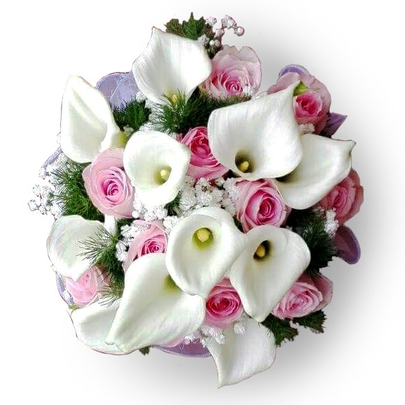 Calla Preziosa